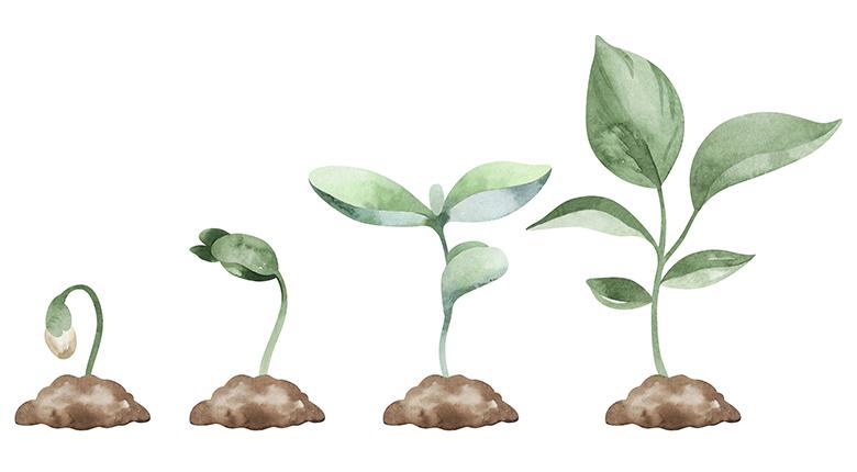 Illustration of the different stages of a plant growing.