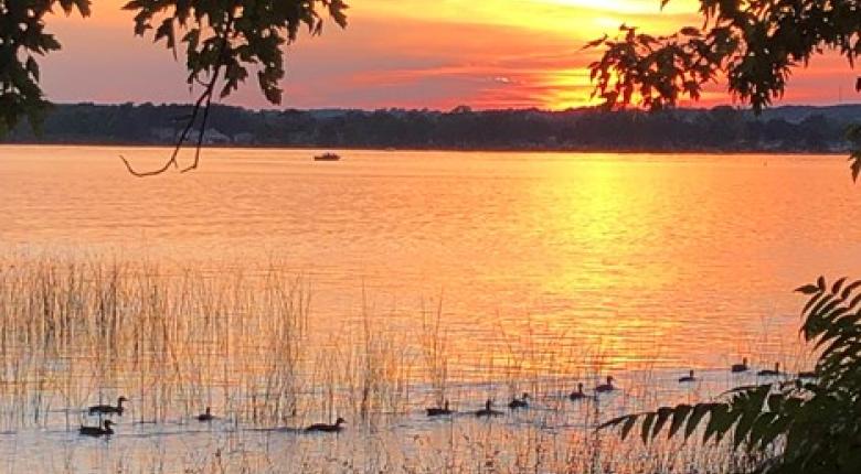 Ducks on the water at sunset