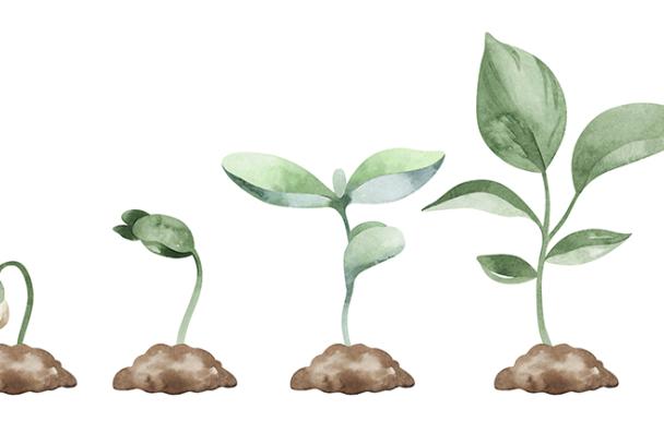 Illustration of the different stages of a plant growing.